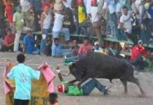 ¡Brutal! En Colombia toro cornea y mata a joven; le perforó el corazón ¡Brutal! En Colombia toro cornea y mata a joven; le perforó el corazón