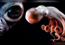 Pulpos alienígenas