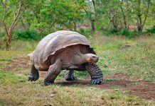 ¿Nos debería preocupar los 4 nuevos virus «raros» de las tortugas Galápagos? ¿Nos debería preocupar los nuevos virus "raros" de las tortugas Galápagos?