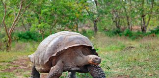 ¿Nos debería preocupar los nuevos virus "raros" de las tortugas Galápagos?
