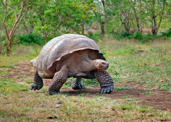 TORTUGAS2 ¿Nos debería preocupar los nuevos virus