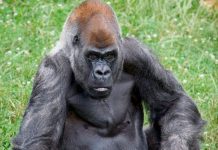 Murió en Atlanta Ozzie, el gorila macho más viejo del mundo Murió en Atlanta Ozzie, el gorila macho más viejo del mundo