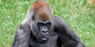 Murió en Atlanta Ozzie, el gorila macho más viejo del mundo