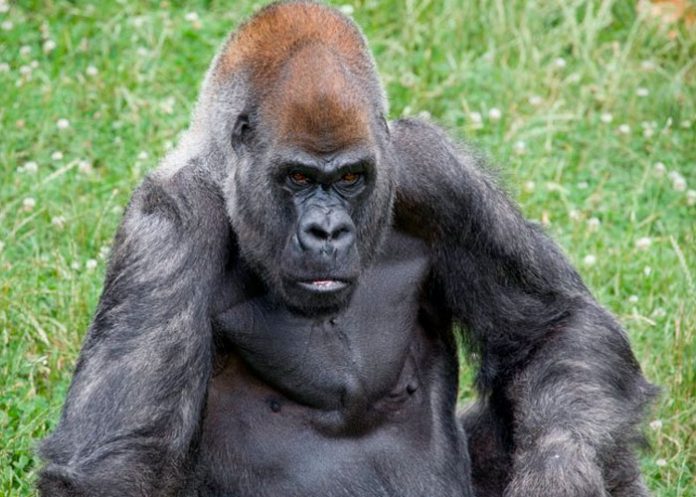 Murió en Atlanta Ozzie, el gorila macho más viejo del mundo