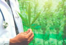 ¿Marihuana anti-COVID? Estudio refleja protección de células por el cannabis ¿Marihuana anti-COVID? Estudio refleja protección de células por el cannabis
