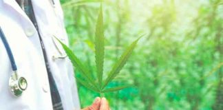 ¿Marihuana anti-COVID? Estudio refleja protección de células por el cannabis
