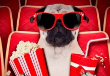 ¡Toda una realidad! En Inglaterra inauguran el primer cine para perros ¡Toda una realidad! En Inglaterra inauguran el primer cine para perros