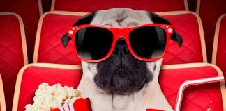 ¡Toda una realidad! En Inglaterra inauguran el primer cine para perros