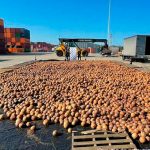 ¡Qué creativos! Incautan 20 mil cocos con cocaína líquida en Colombia ¡Qué creativos! Incautan 20 mil cocos con cocaína líquida en Colombia