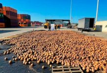 ¡Qué creativos! Incautan 20 mil cocos con cocaína líquida en Colombia ¡Qué creativos! Incautan 20 mil cocos con cocaína líquida en Colombia