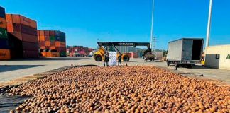 ¡Qué creativos! Incautan 20 mil cocos con cocaína líquida en Colombia