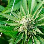 Diputados en Costa Rica legalizan cultivo y comercio de la marihuana Diputados en Costa Rica legalizan cultivo y comercio de la marihuana