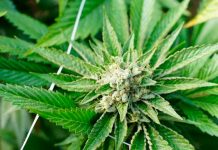 Diputados en Costa Rica legalizan cultivo y comercio de la marihuana Diputados en Costa Rica legalizan cultivo y comercio de la marihuana