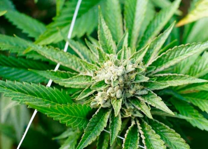 costa-rica2 Diputados en Costa Rica legalizan cultivo y comercio de la marihuana