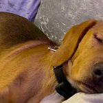 Alerta por extraña enfermedad en cientos de perros en Reino Unido Alerta por extraña enfermedad en cientos de perros en Reino Unido