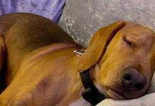 Alerta por extraña enfermedad en cientos de perros en Reino Unido Alerta por extraña enfermedad en cientos de perros en Reino Unido