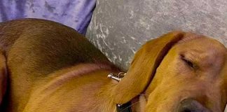 Alerta por extraña enfermedad en cientos de perros en Reino Unido