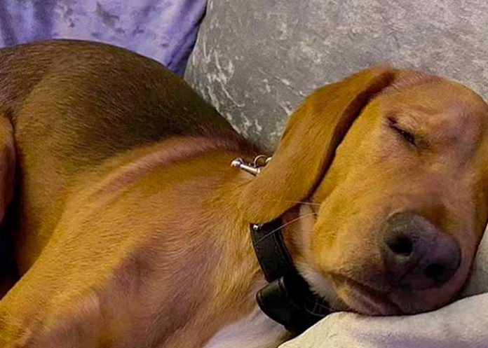 Alerta por extraña enfermedad en cientos de perros en Reino Unido