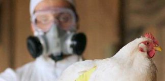 Alarmante brote de gripe aviar altamente contagiosa en Madrid, España