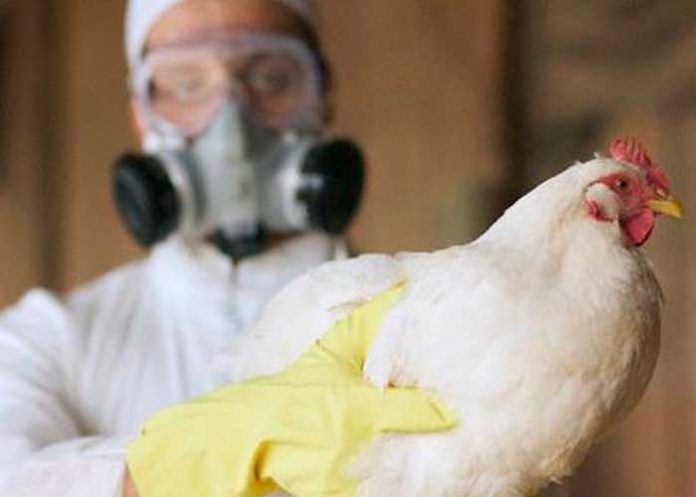 Alarmante brote de gripe aviar altamente contagiosa en Madrid, España