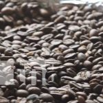 Productores de Estelí se preparan para Taza de la Excelencia del Café Foto: "Cafecito" para activar el día: científico revela "efectos" del negrito mañanero, asegurando que la sustancia tiene beneficios para el cuerpo / TN8