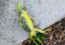 «Lluvia» de iguanas congeladas tras ola de frío en Florida "Lluvia" de iguanas congeladas tras ola de frio en Florida