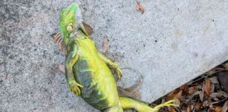 "Lluvia" de iguanas congeladas tras ola de frio en Florida