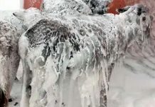 Cruda naturaleza: Animales congelados en Turquía tras intensas nevadas Cruda naturaleza: Animales congelados en Turquía tras intensas nevadas