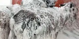 Cruda naturaleza: Animales congelados en Turquía tras intensas nevadas