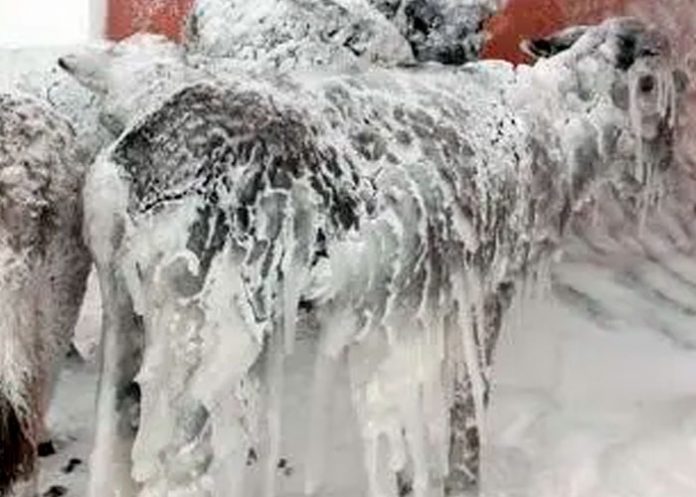 Cruda naturaleza: Animales congelados en Turquía tras intensas nevadas