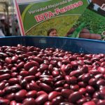 Frijoles de Nicaragua (Referencia)