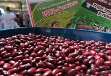 Frijoles de Nicaragua (Referencia)