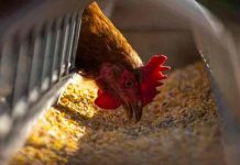 Brotes de gripe aviar se incrementan en criaderos de Europa Gripe Aviar en Europa