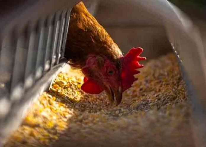 Gripe Aviar en Europa