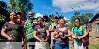 Producción de guayabas asiáticas en el Caribe Norte de Nicaragua