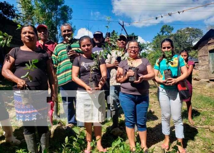 guayaba-caribe-1 Producción de guayabas asiáticas en el Caribe Norte de Nicaragua