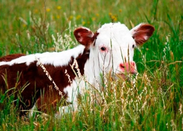 Extraño ternero es considerado la reencarnación de Dios en la India