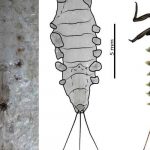 Hallan insectos que habitaron en Colombia
