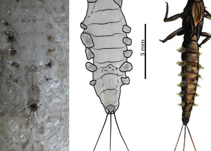 Hallan insectos que habitaron en Colombia