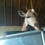 Jirafas rescatadas de malos tratos en Brasil