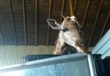 Brasil: Rescatan a jirafas que vivían sin luz del sol y rodeadas de heces Jirafas rescatadas de malos tratos en Brasil