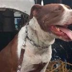 Tres perros pitbull atacan a un viejito con discapacidad en México Perros pitbull atacan a un viejito con discapacidad en México