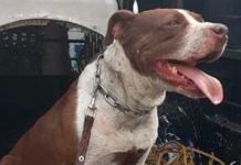 Tres perros pitbull atacan a un viejito con discapacidad en México Perros pitbull atacan a un viejito con discapacidad en México