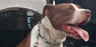 Perros pitbull atacan a un viejito con discapacidad en México