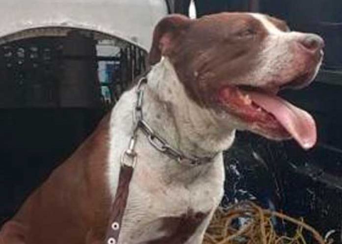 Perros pitbull atacan a un viejito con discapacidad en México