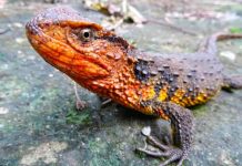 Descubren 224 nuevas especies de fauna y flora en región del Gran Mekong