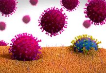 Descubren más virus desconocidos mediante una herramienta informática Descubren más virus desconocidos mediante una herramienta informática