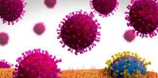 Descubren más virus desconocidos mediante una herramienta informática