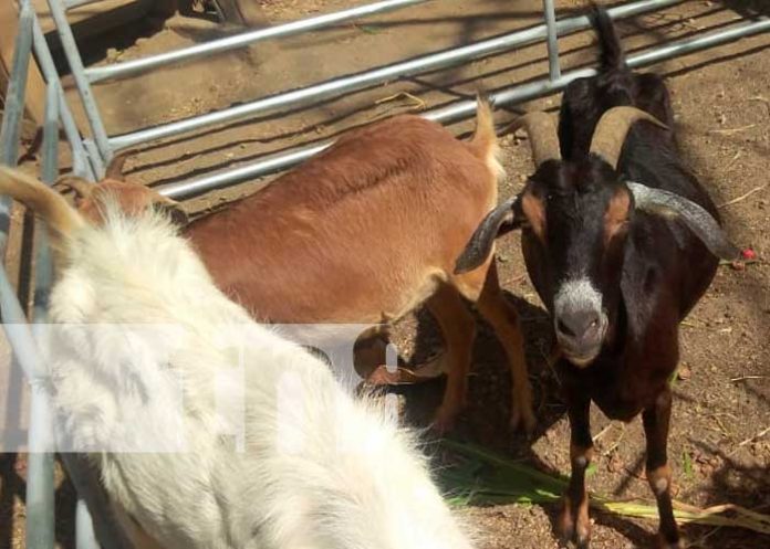 Feria de ovinos y caprinos desde Nandaime