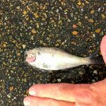 Peces que "cayeron del cielo" al este de Texas, EEUU